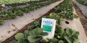 Control biológico de ácaros en berries