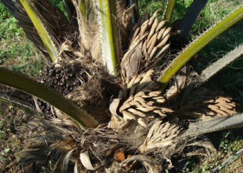 Daabon, empresa número uno en producción de palma sostenible