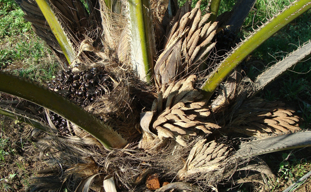 Daabon, empresa número uno en producción de palma sostenible