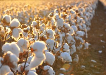 Residuos de yerba mate son materia prima para abono orgánico