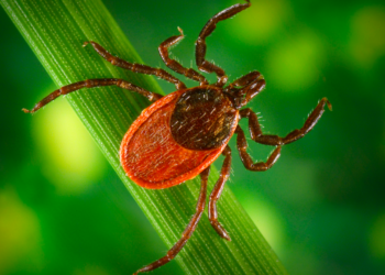 Estudiantes de secundaria crean plaguicida orgánico para garrapatas