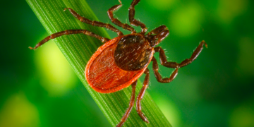 Estudiantes de secundaria crean plaguicida orgánico para garrapatas