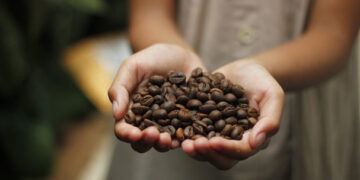 Exhorta senador a mejorar la calidad del café para aumentar precios