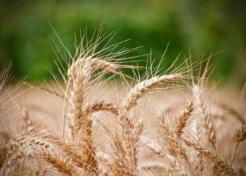 Falta de agua pone en peligro cultivos de avena, trigo y cebada en Querétaro