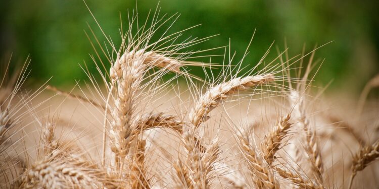 Falta de agua pone en peligro cultivos de avena, trigo y cebada en Querétaro