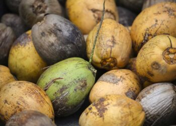 Las cáscaras de coco pueden convertirse en fertilizante orgánico