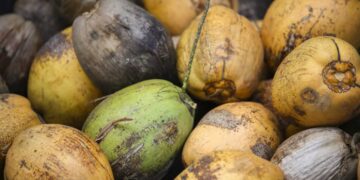 Las cáscaras de coco pueden convertirse en fertilizante orgánico