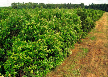 Residuos de yerba mate son materia prima para abono orgánico