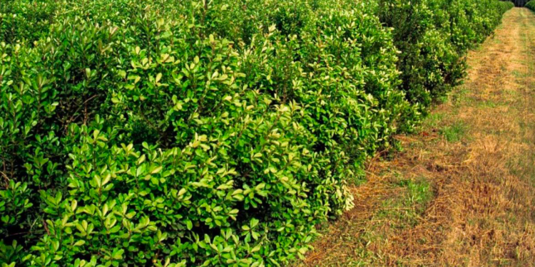 Residuos de yerba mate son materia prima para abono orgánico