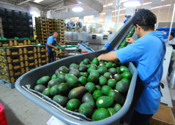 Superávit agroalimentario de México crece 35.6%