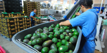 Superávit agroalimentario de México crece 35.6%