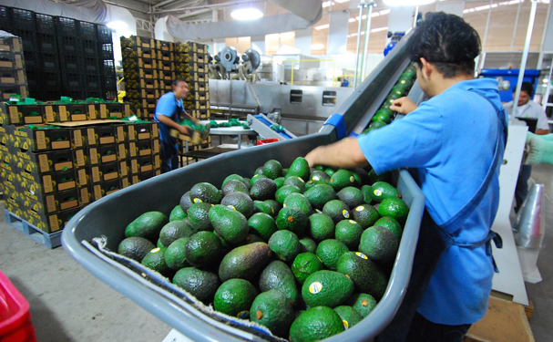 Superávit agroalimentario de México crece 35.6%