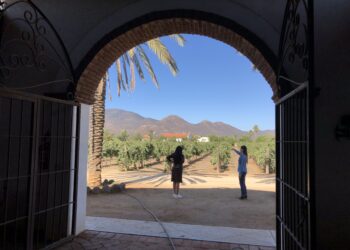 La vitivinicultura tiende a globalizarse: OIV