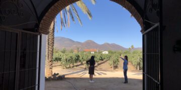 La vitivinicultura tiende a globalizarse: OIV