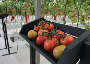 Sanidad garantiza exportación de jitomate michoacano a EU