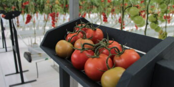 Sanidad garantiza exportación de jitomate michoacano a EU