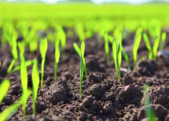 Autoridades de Michoacán anuncian “uso cero” de agroquímicos