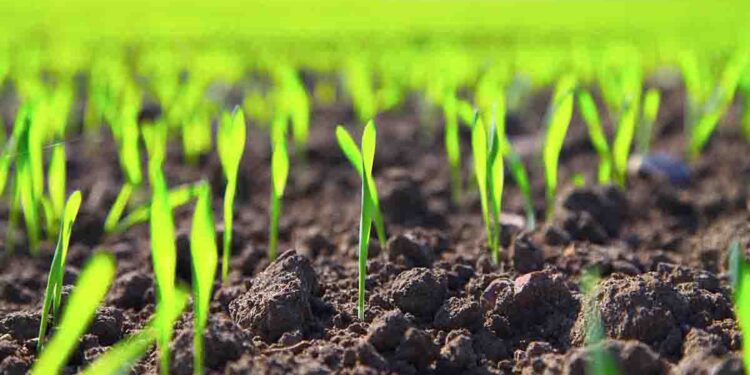 Autoridades de Michoacán anuncian “uso cero” de agroquímicos