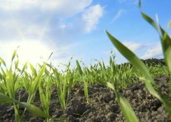 Recuperar los suelos permitirá producir más alimentos