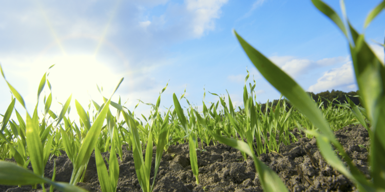 Recuperar los suelos permitirá producir más alimentos