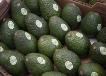 México exportará a EEUU más de 125 mil toneladas de aguacate de Michoacán