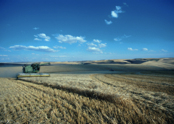 Estudian beneficios de las bacterias en los cultivos