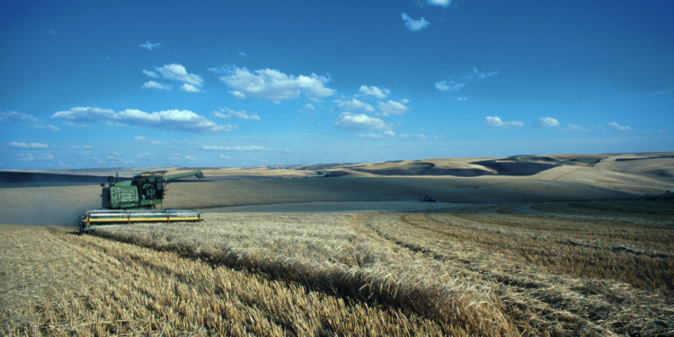 Estudian beneficios de las bacterias en los cultivos