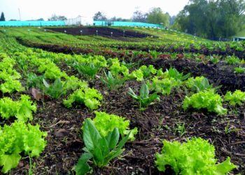 Definen autoridades y productores programa nacional para el sector orgánico