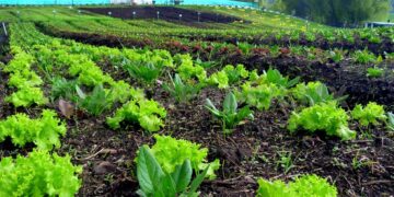 Definen autoridades y productores programa nacional para el sector orgánico