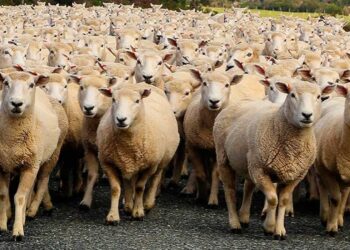 Desarrollan proyecto para obtener biofertilizantes a partir de lana