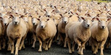 Desarrollan proyecto para obtener biofertilizantes a partir de lana