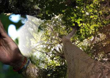 El cacao orgánico representa una alternativa para pequeños agricultores