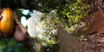 El cacao orgánico representa una alternativa para pequeños agricultores