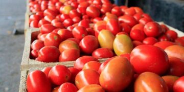 El precio del jitomate se dispara en la CDMX