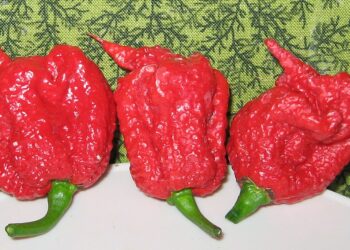 En Serbia se cultivan los chiles más picantes del mundo