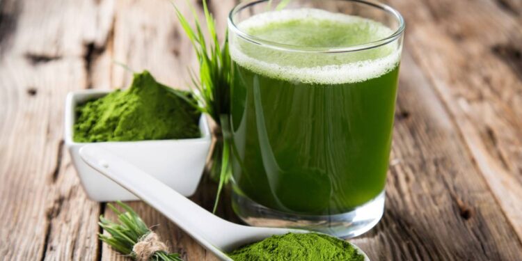 Estudiantes crean proteína a base de alga espirulina