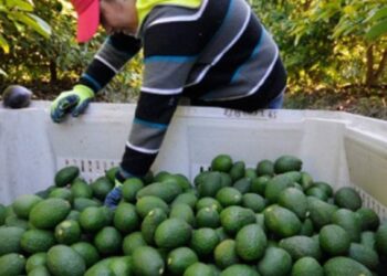 Exportaciones agroalimentarias de México suben 8.6% en 2019