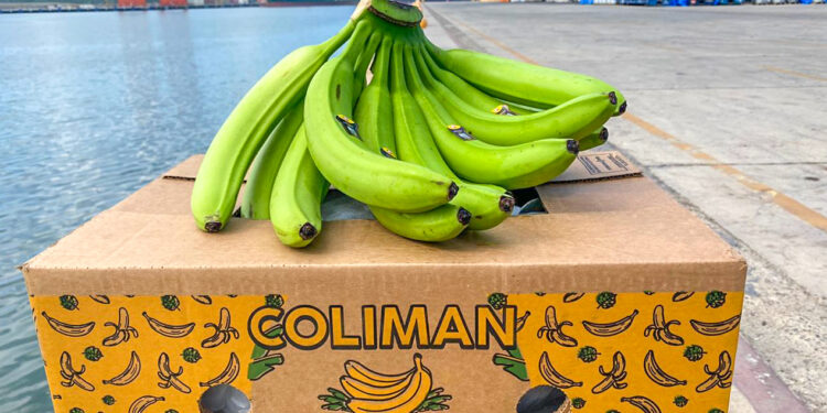 Inician exportaciones de plátano mexicano a China