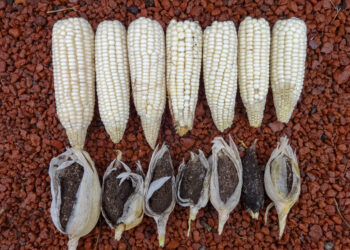 Investigadores del Colpos desarrollan maíz resistente a enfermedades