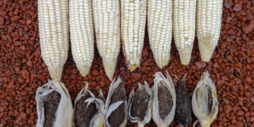 Investigadores del Colpos desarrollan maíz resistente a enfermedades