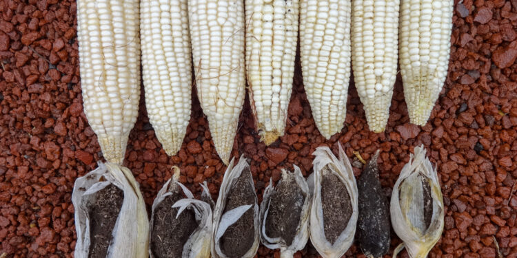 Investigadores del Colpos desarrollan maíz resistente a enfermedades