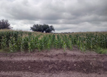 La agricultura de conservación genera más rentabilidad y recuperación de suelos