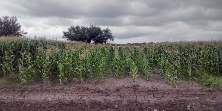 La agricultura de conservación genera más rentabilidad y recuperación de suelos