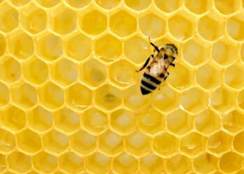 Legisladores de Q Roo presentan propuestas para protección de las abejas