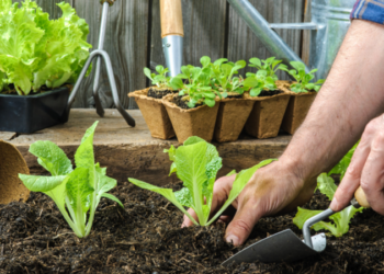 ONG impulsa huertos urbanos entre niños de Playa del Carmen