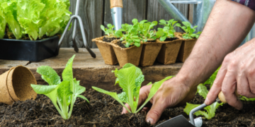 ONG impulsa huertos urbanos entre niños de Playa del Carmen