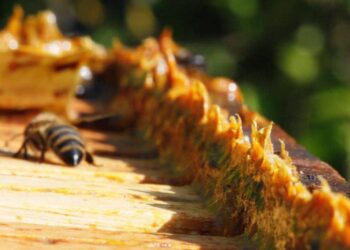 Para problemas gástricos, es mejor el propóleo que el omeprazol