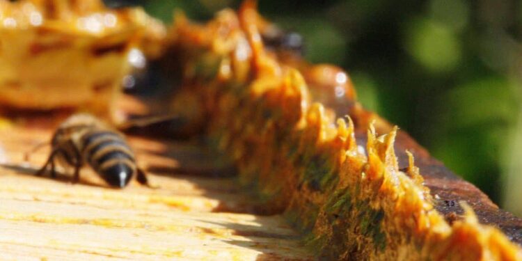 Para problemas gástricos, es mejor el propóleo que el omeprazol