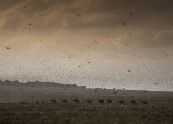 Plaga de langosta “devora” cultivos al este de África