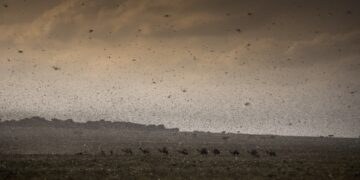 Plaga de langosta “devora” cultivos al este de África